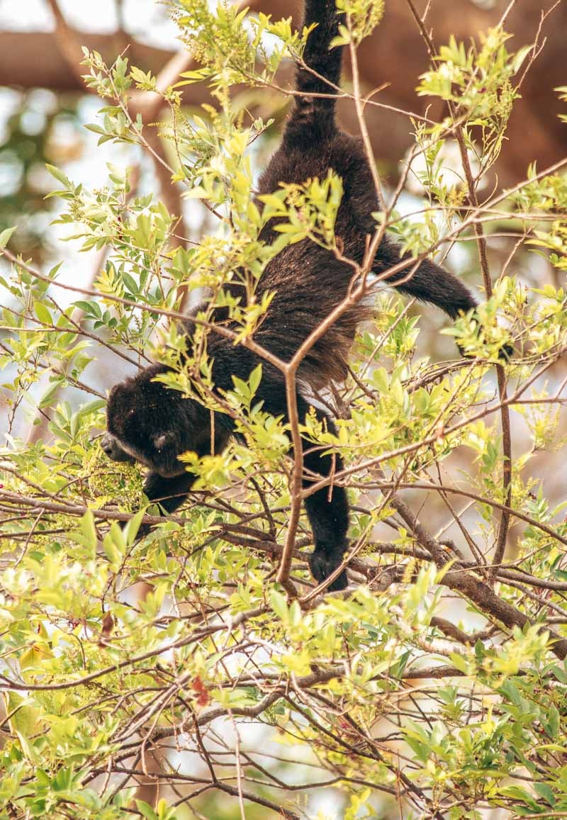 Andaz Costa Rica monkeys