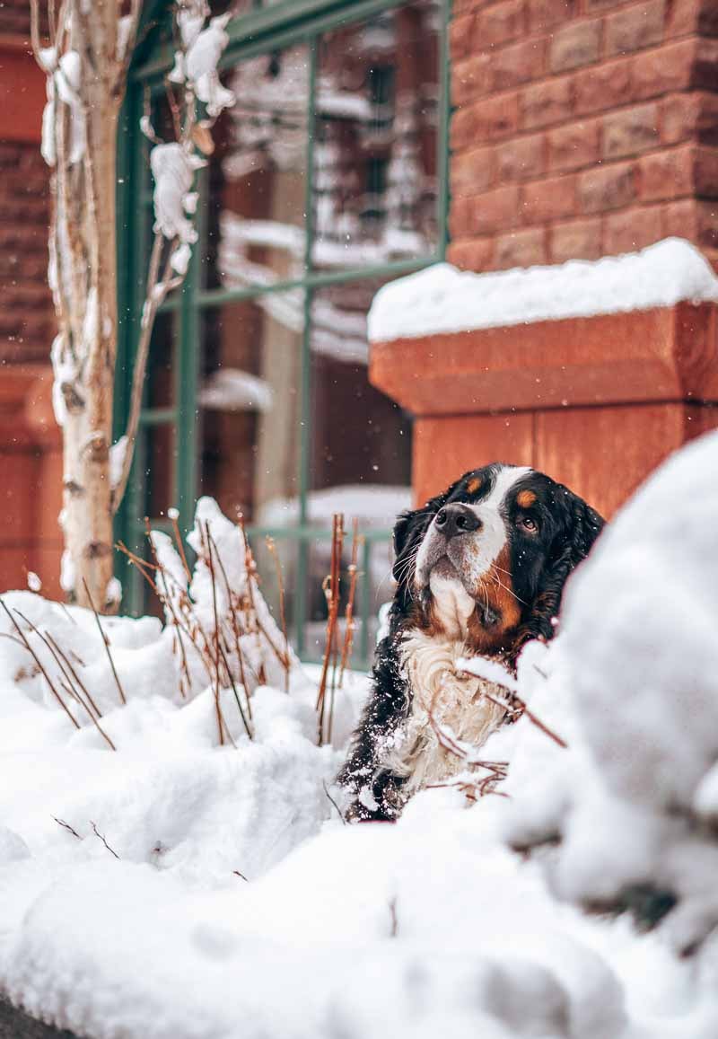 Kitty at St Regis Aspen