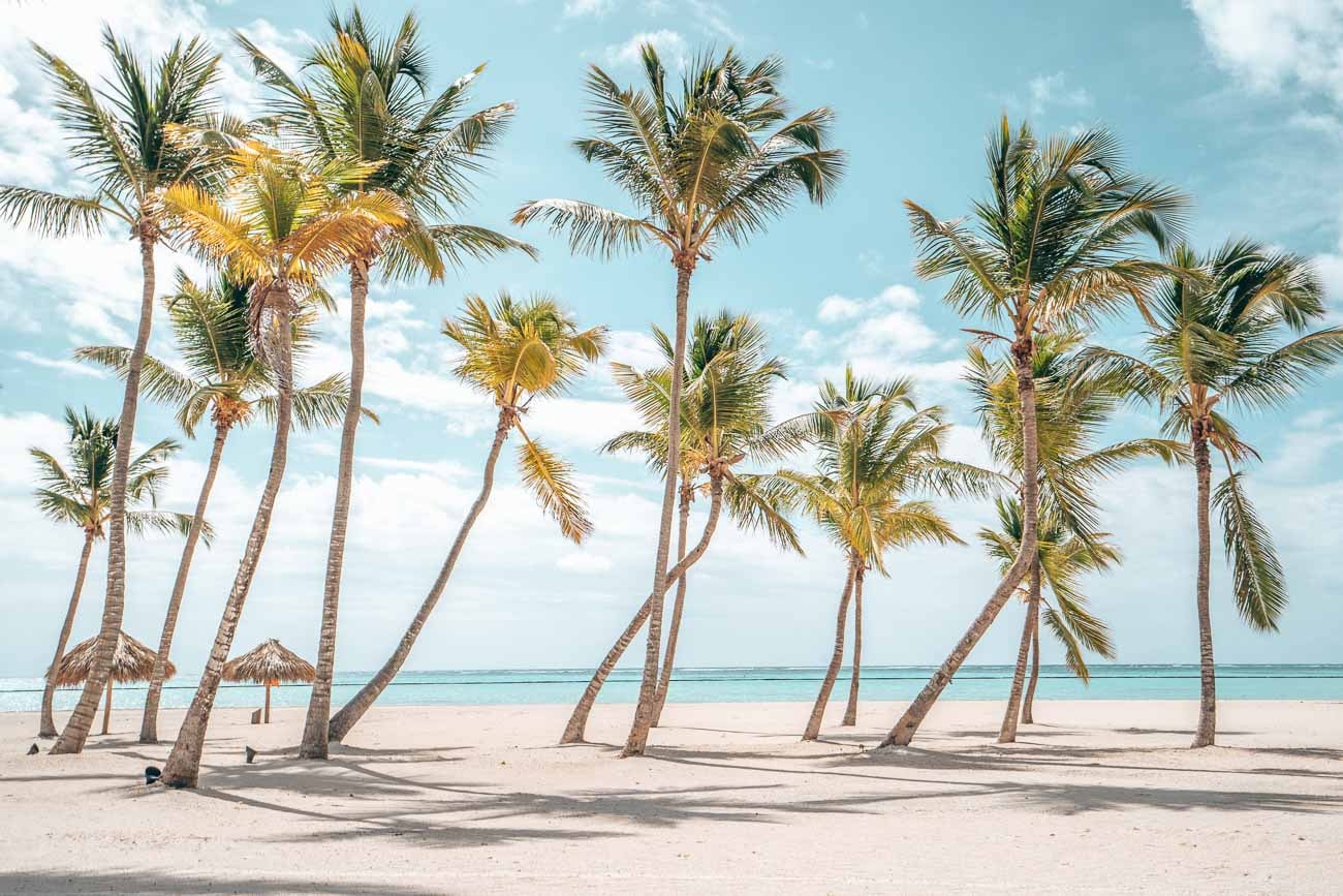 beautiful palm trees on a beach with teal blue