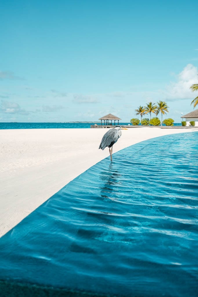 Maldives 2026 – Media Trip